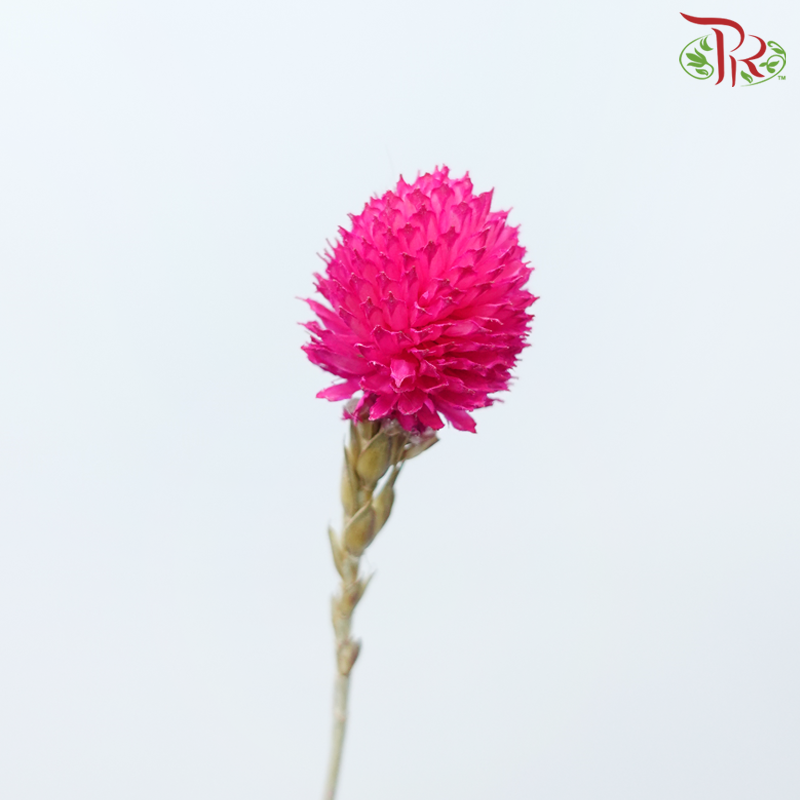 Dry Gomphrena