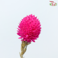 Dry Gomphrena
