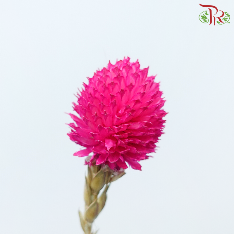 Dry Gomphrena