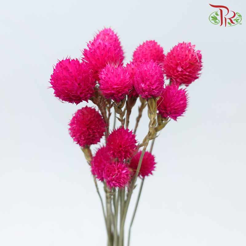 Dry Gomphrena