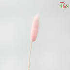 Dry Lagurus Bunny Tail