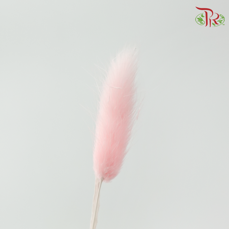 Dry Lagurus Bunny Tail