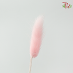 Dry Lagurus Bunny Tail