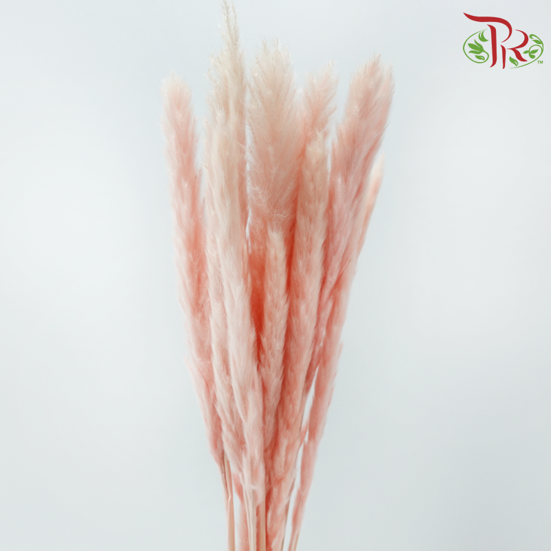 Dry Mini Pampas