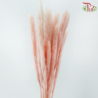 Dry Mini Pampas
