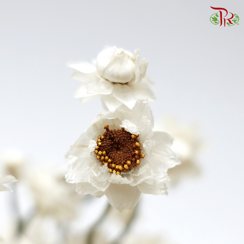 Dry Ammobium - ( Per Bunch ) - Pudu Ria Florist