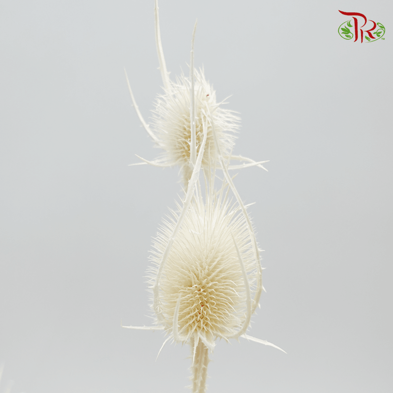 Dry Cardus Bleached - Pudu Ria Florist