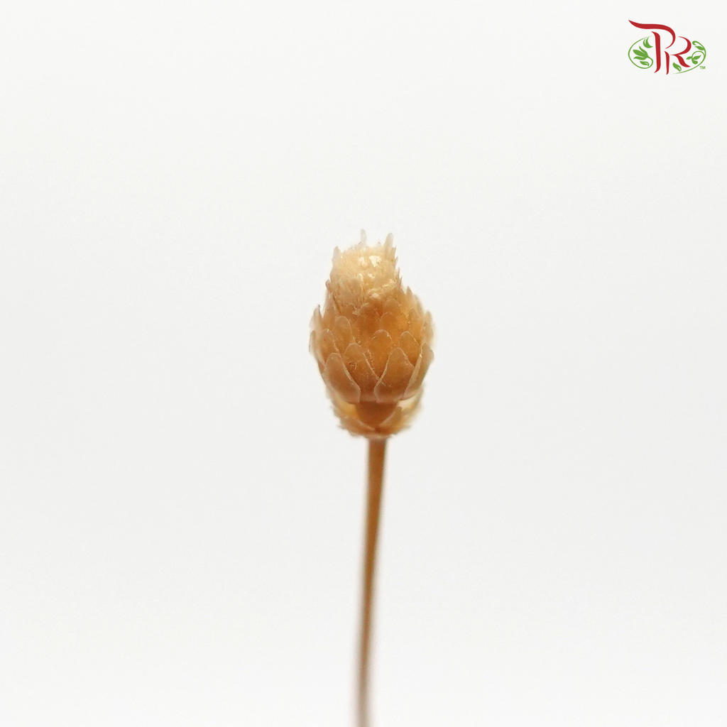 Dried Happy Flower - Bleached (Per Bunch) - Pudu Ria Florist