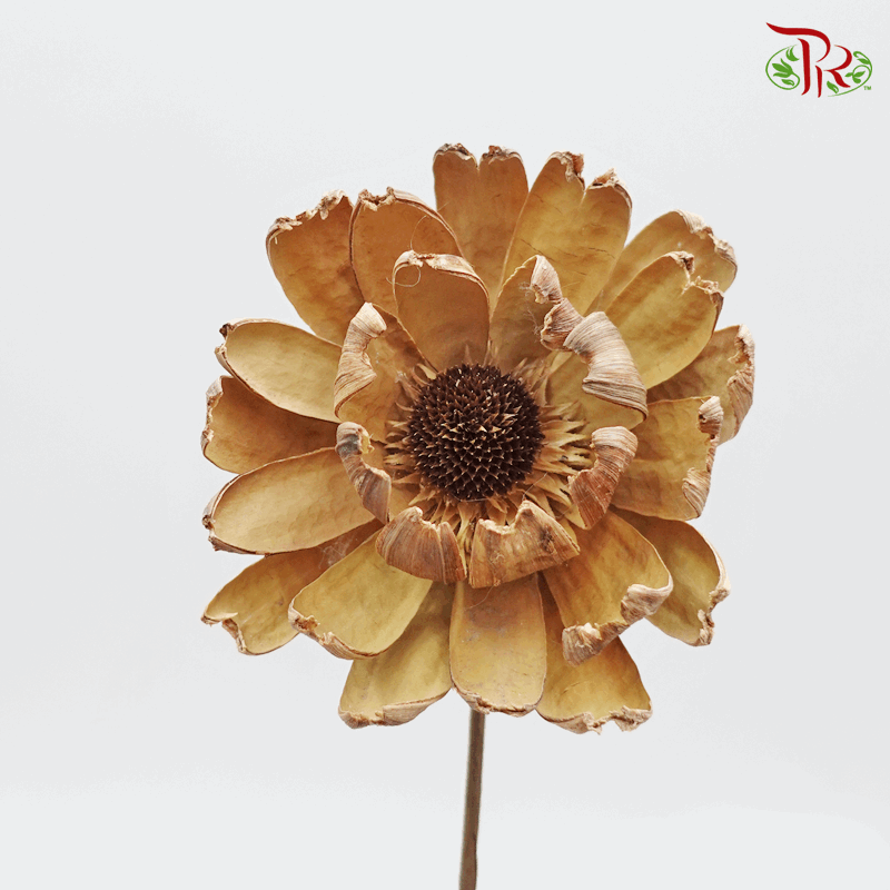 Dry LingJian Lotus (2 Stems) - Pudu Ria Florist