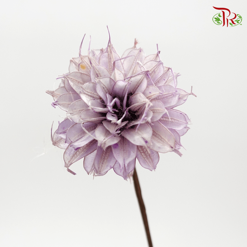 Dry Small Liju - Lilac (5 Stems) - Pudu Ria Florist