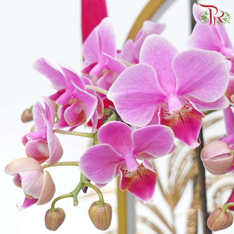 Bliss Orchid Ensemble