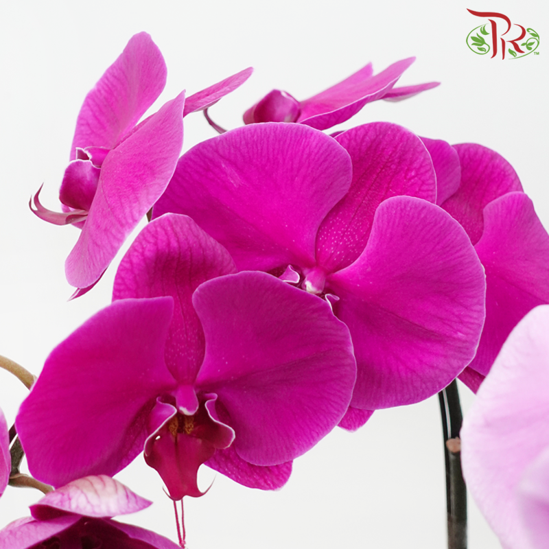 Bliss Orchid Ensemble