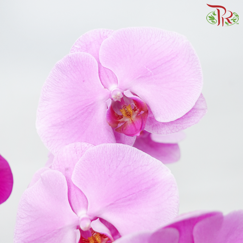 Bliss Orchid Ensemble