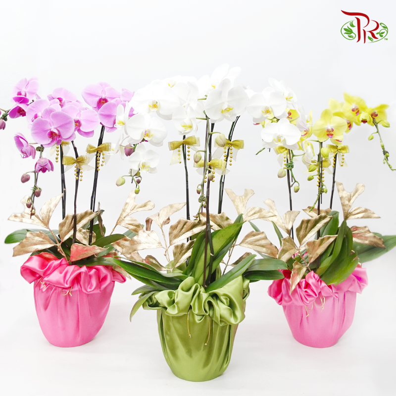 Harmoni Orchids Arrangement - 3in1  Premium Phalaenopsis Orchids Arrangement With Wrapping Cloth (Random Choose Orchid Color & Deco) (With Wrapping Cloth Color Options)