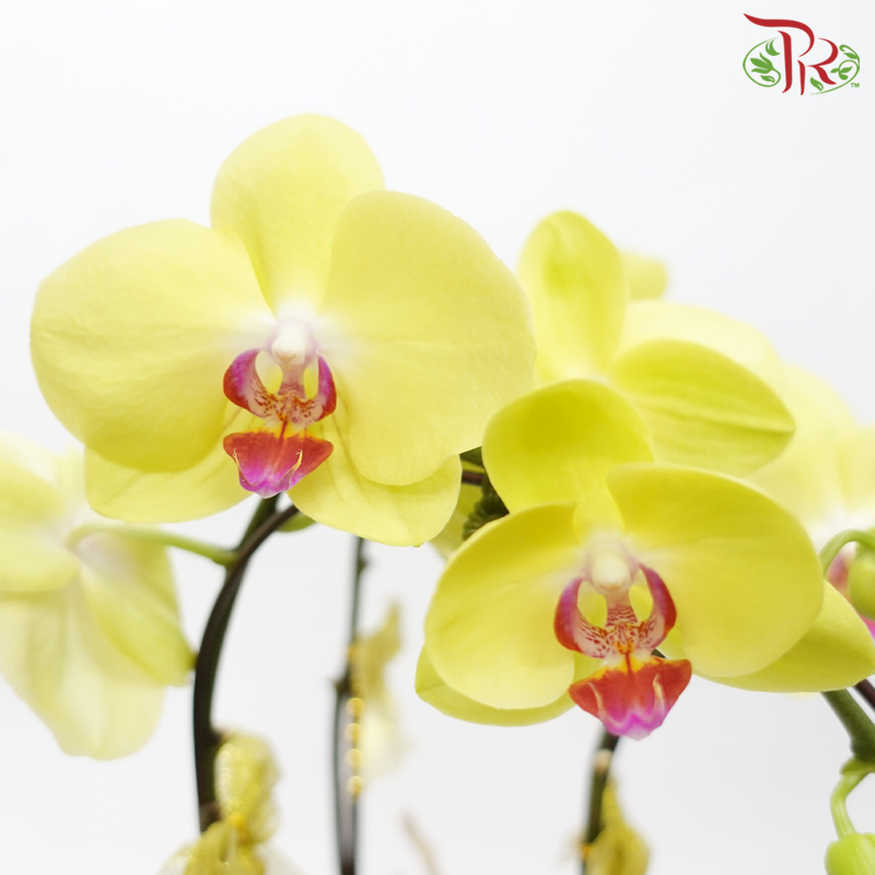 Harmoni Orchids Arrangement - 3in1  Premium Phalaenopsis Orchids Arrangement With Wrapping Cloth (Random Choose Orchid Color & Deco) (With Wrapping Cloth Color Options)