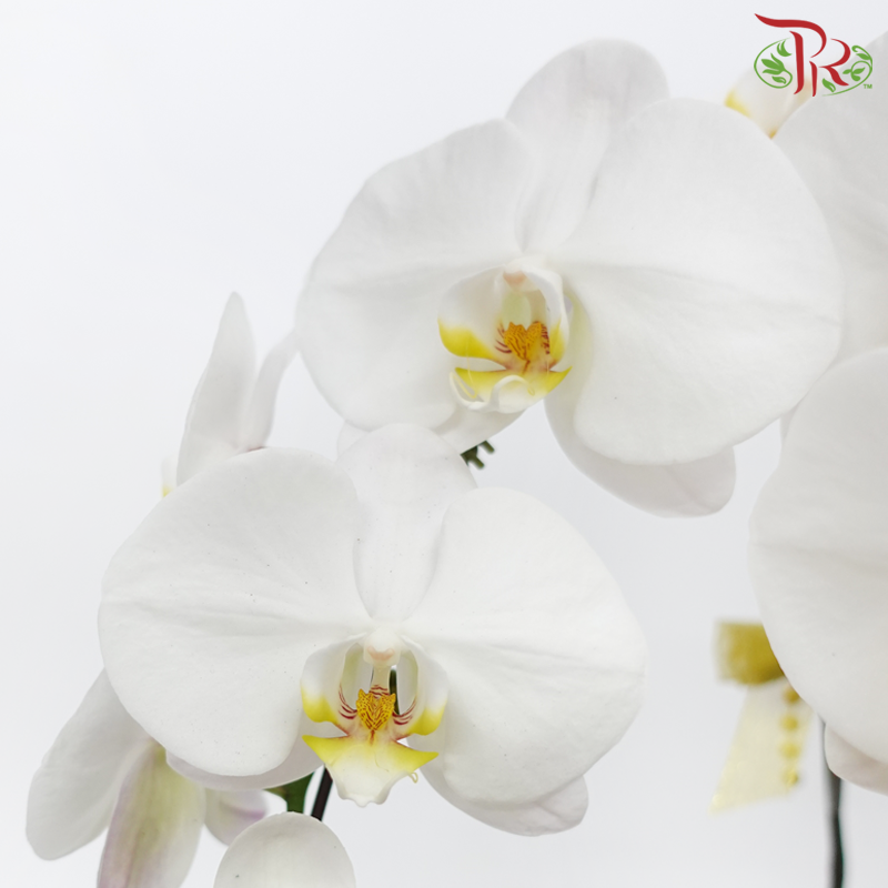 Harmoni Orchids Arrangement - 3in1  Premium Phalaenopsis Orchids Arrangement With Wrapping Cloth (Random Choose Orchid Color & Deco) (With Wrapping Cloth Color Options)