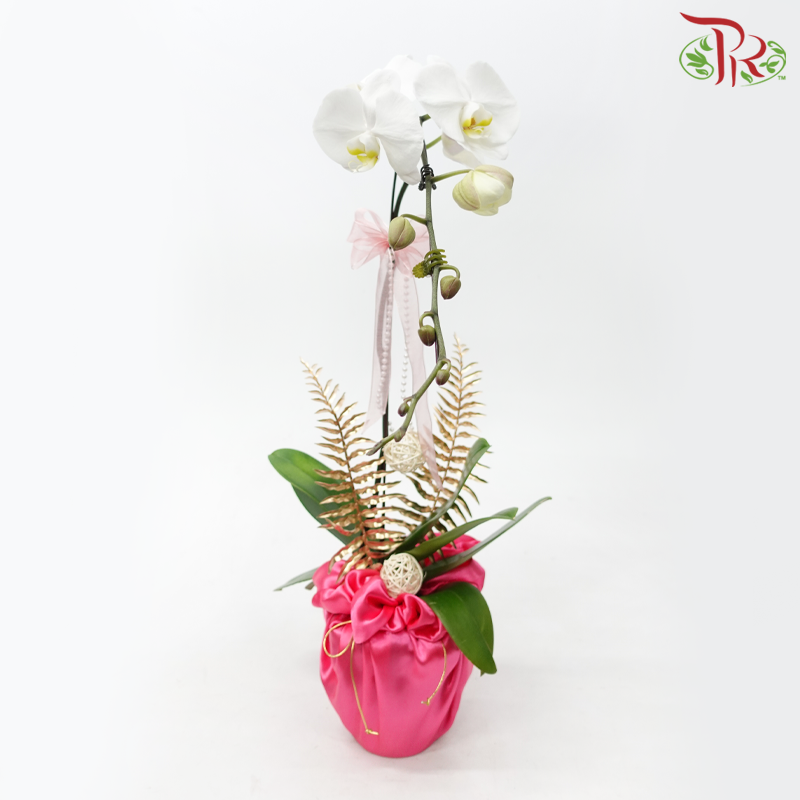 Orchid Tranquility - Premium Phalaenopsis Orchid Arrangement with Wrapping Cloth (Random Choose Orchid Color) (With Wrapping Cloth Color Options)