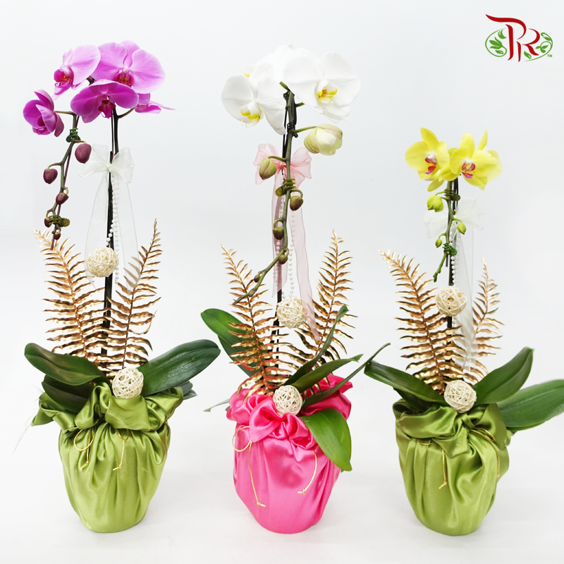 Orchid Tranquility - Premium Phalaenopsis Orchid Arrangement with Wrapping Cloth (Random Choose Orchid Color) (With Wrapping Cloth Color Options)