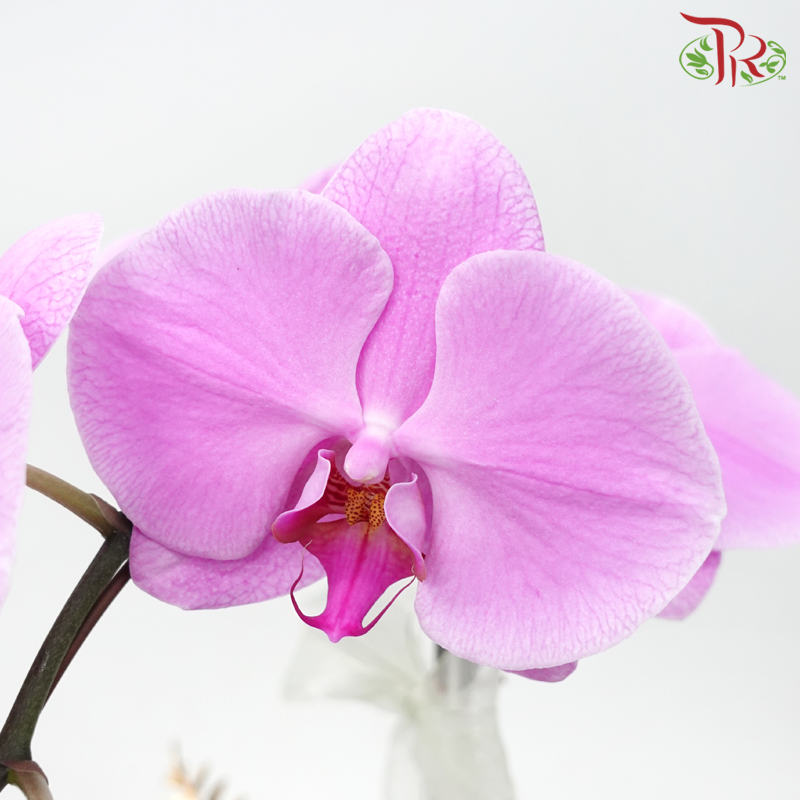 Orchid Tranquility - Premium Phalaenopsis Orchid Arrangement with Wrapping Cloth (Random Choose Orchid Color) (With Wrapping Cloth Color Options)