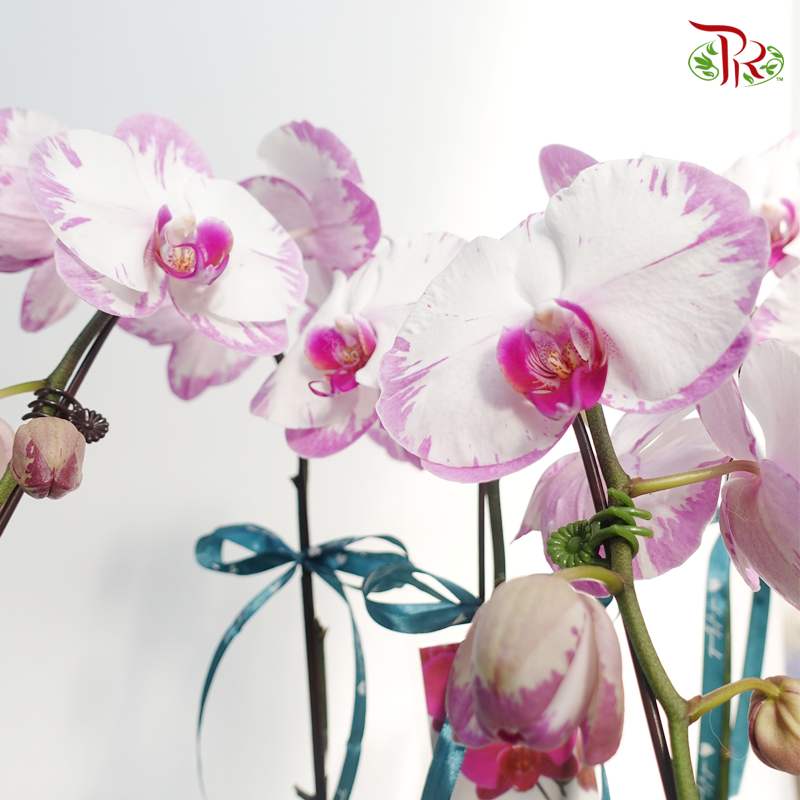 【Gift Series】Pastel Bloom Paradise Pottery-Pudu Ria Florist-prflorist.com.my