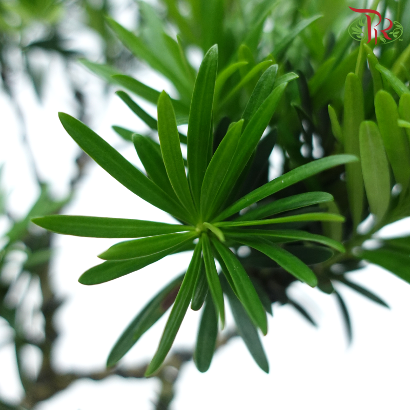 【Gift Series】Podocarpus Arrangement《罗汉松》-Pudu Ria Florist-prflorist.com.my