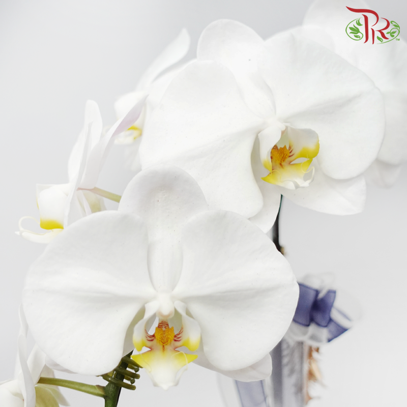 【Gift Series】Pure Orchid Splendor - Premium Phalaenopsis Orchid Arrangement (Random Choose Orchid Colour, Deco & Design) (With Options of Pot)-Pudu Ria Florist-prflorist.com.my