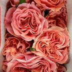Rose (50CM)