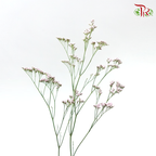 Limonium Oshi - Pink (10 Stems) - Pudu Ria Florist