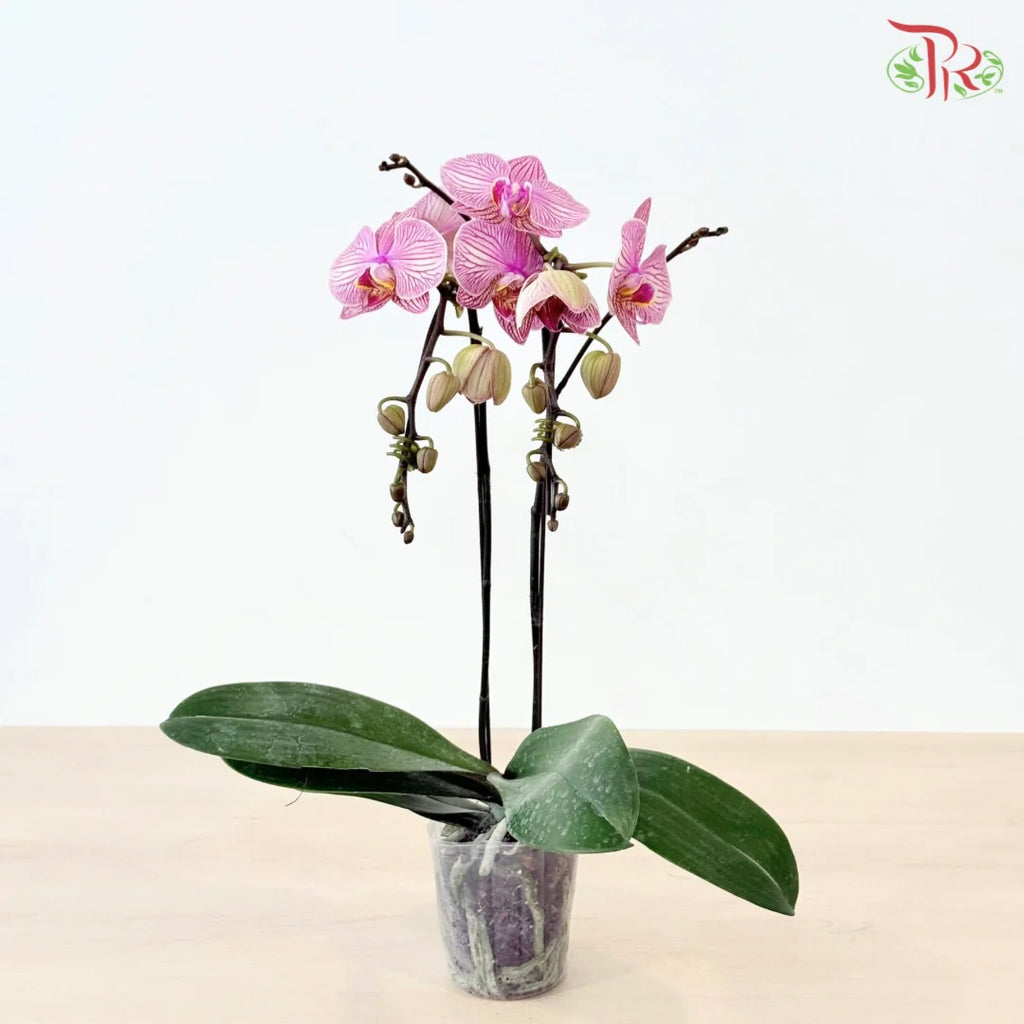 Medium Size Phalaenopsis (Double Stem) *With No Pot*