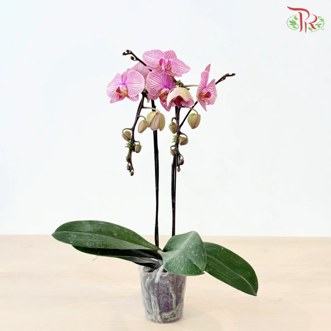 Big Single Stem Phalaenopsis Orchid