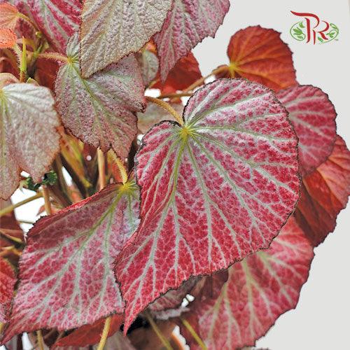 Begonia Two Faces《秋海棠》 - Pudu Ria Florist