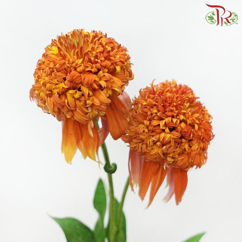 Echinacea