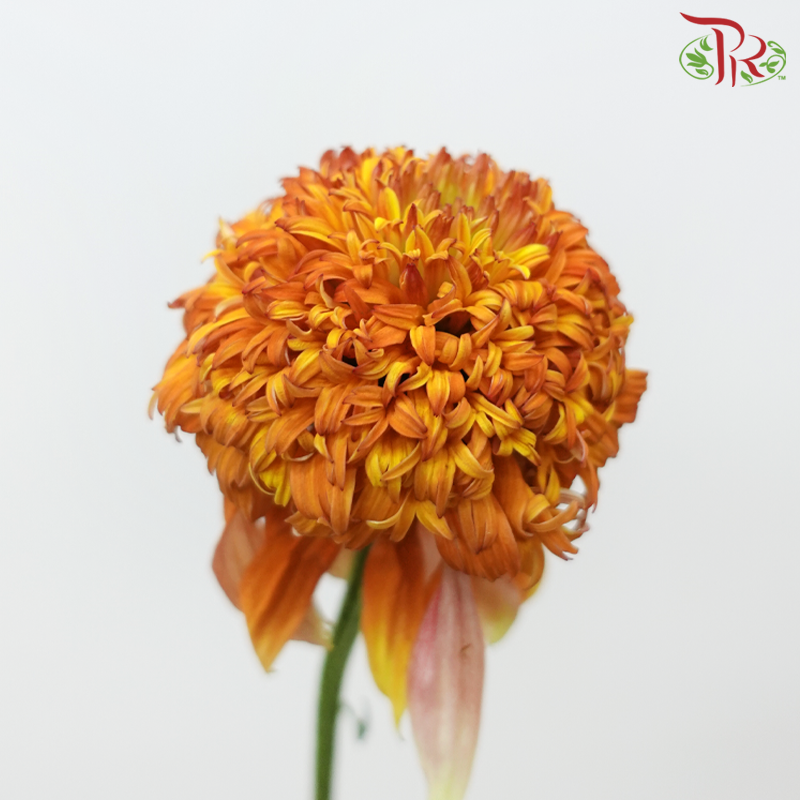 Echinacea