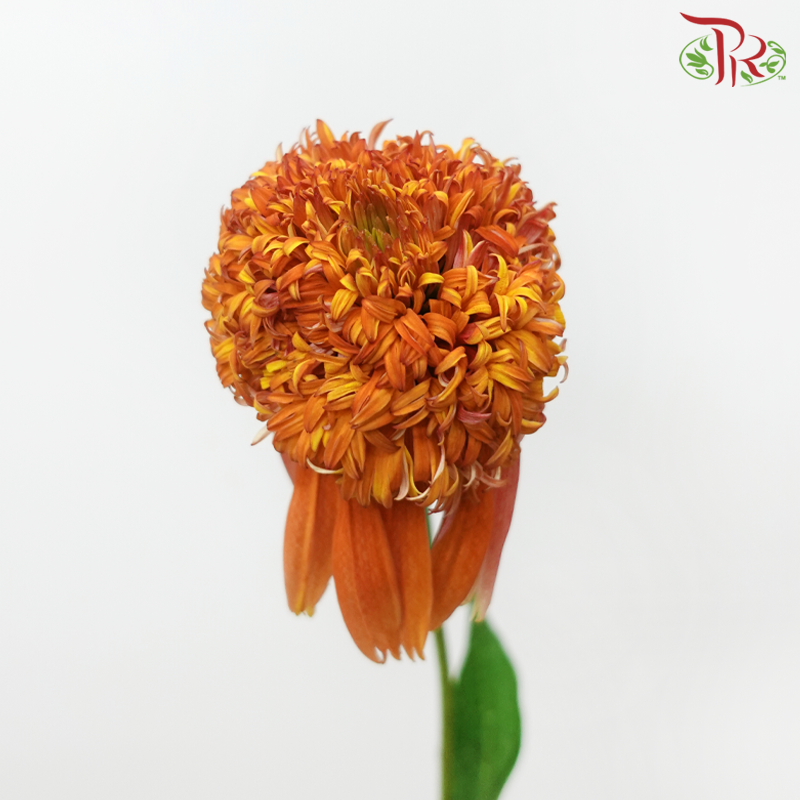 Echinacea