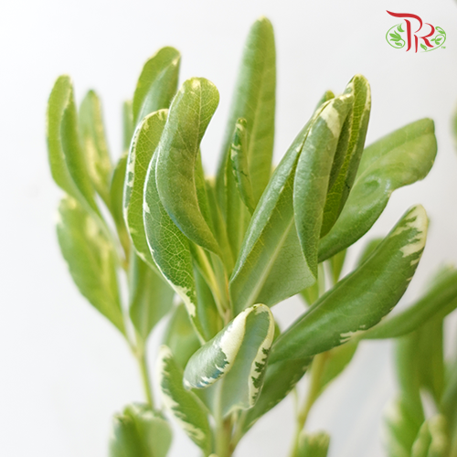 Pittosporum - (Per Bunch 800- 900g) - Pudu Ria Florist