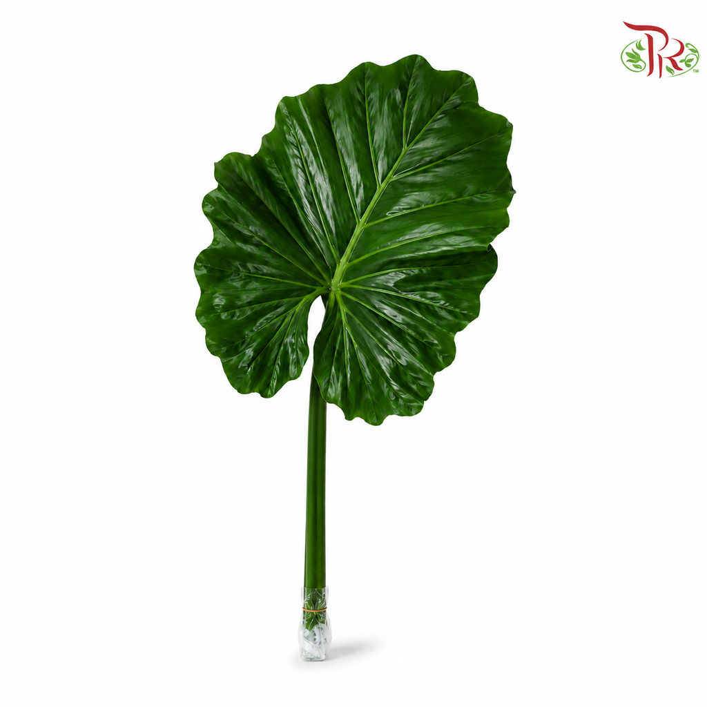 Philodendron Subinicisum (Elephant Ear) LC