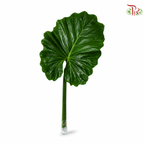Philodendron Subinicisum (Elephant Ear) LC