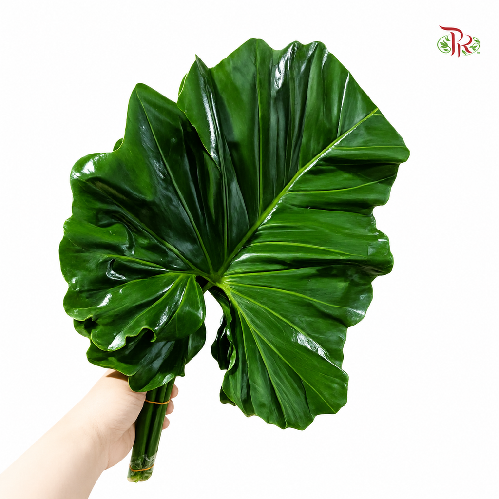 Philodendron Subinicisum (Elephant Ear) LC
