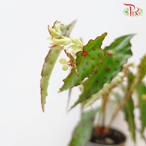 Begonia Amphioxus 《秋刀魚秋海棠》- (18CM) - Pudu Ria Florist