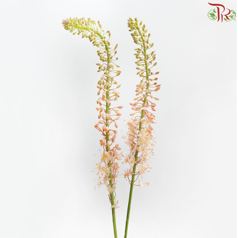 Eremurus