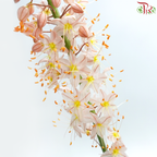Eremurus