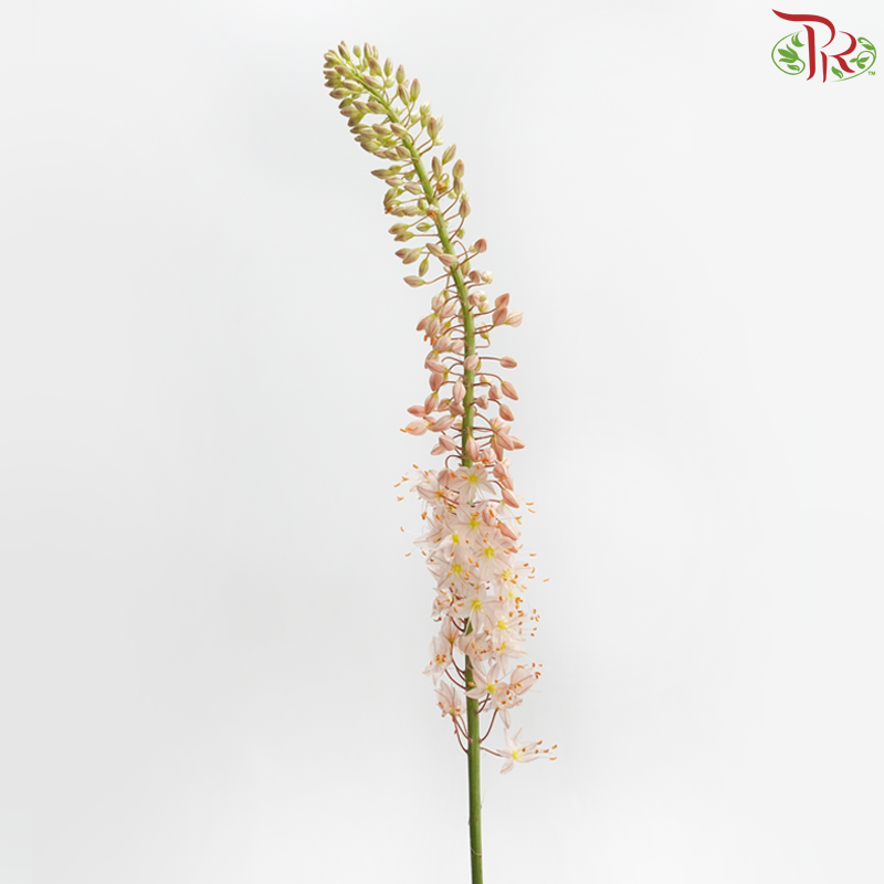 Eremurus