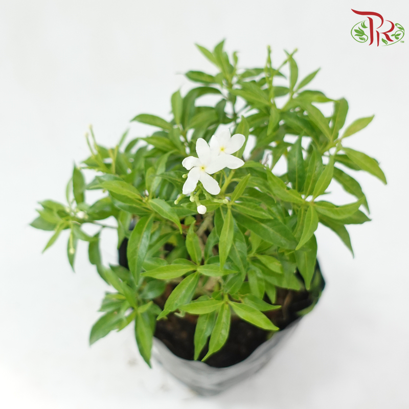 Ervatamia Green《山马茶》
