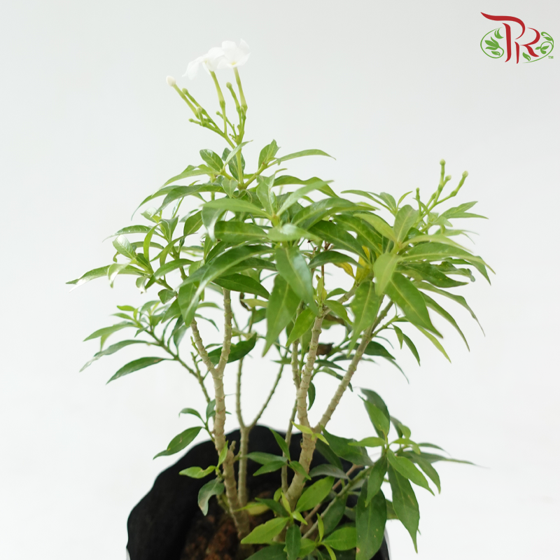 Ervatamia Green《山马茶》