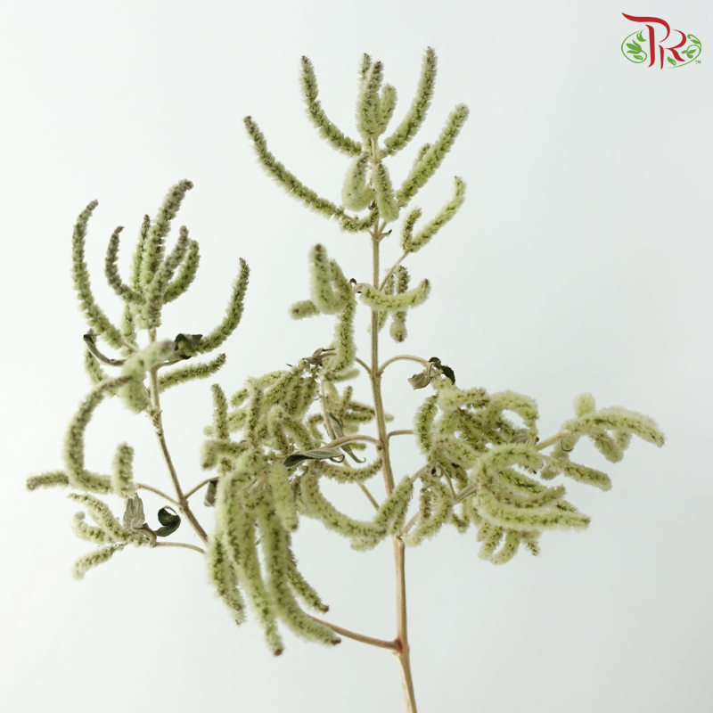 Erythrina - Green (Per Bunch)