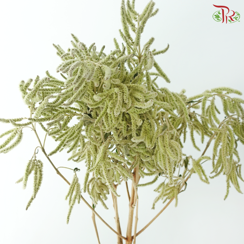 Erythrina - Green (Per Bunch)