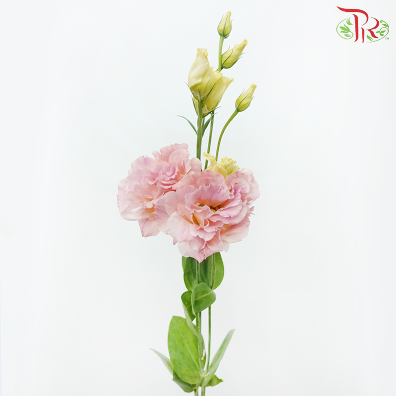 Eustoma
