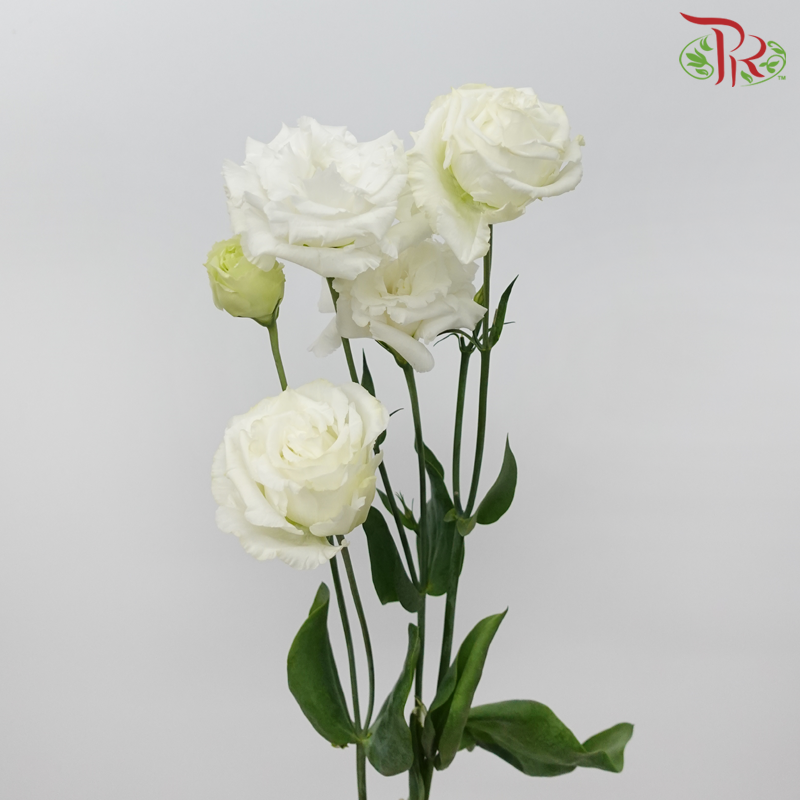 Eustoma