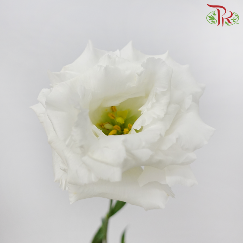 Eustoma