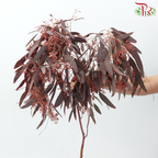 Eucalyptus Berry Dyed (Sharp Leaf）